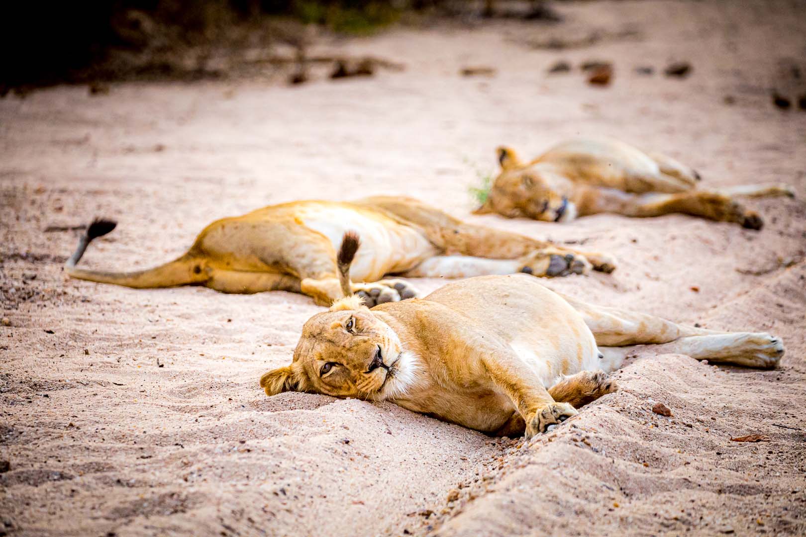 Travel to Lower Zambezi for a Luxury Zambia Safari
